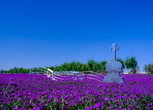 紫色马鞭草花园花海