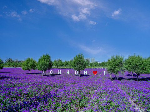 紫色马鞭草花园花海