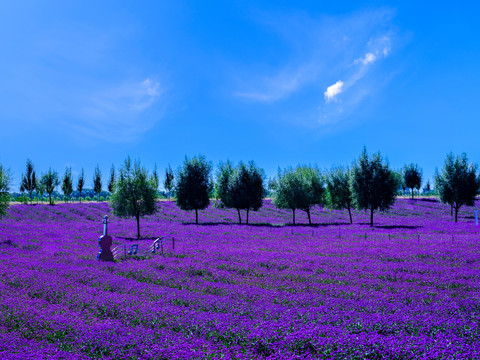 紫色马鞭草花园