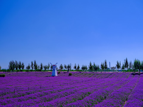 紫色马鞭草花园
