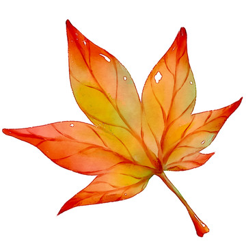 水彩手绘秋天的枫叶