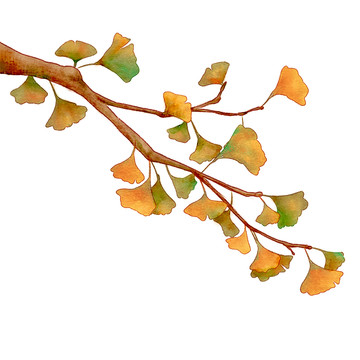 手绘水彩秋天的银杏树枝