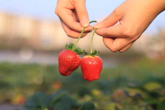 特写摘草莓菜园手