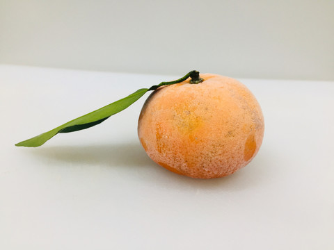 沃柑
