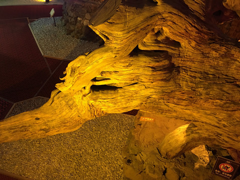 展厅彩灯光下的古树跟