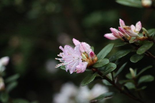 雨打春花