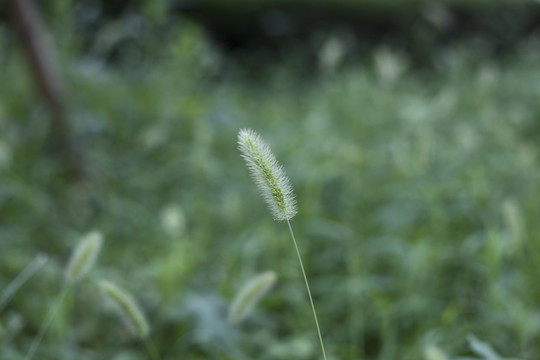 狗尾草