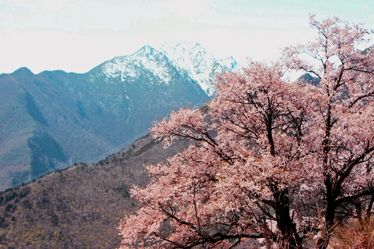 林芝桃花