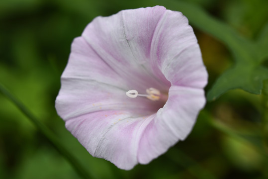 牵牛花