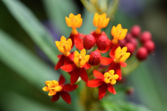 马利筋花蕊