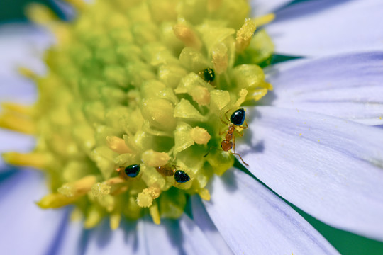 花蕊和蚂蚁