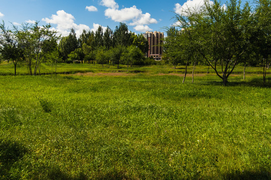 城市园林绿化草坪