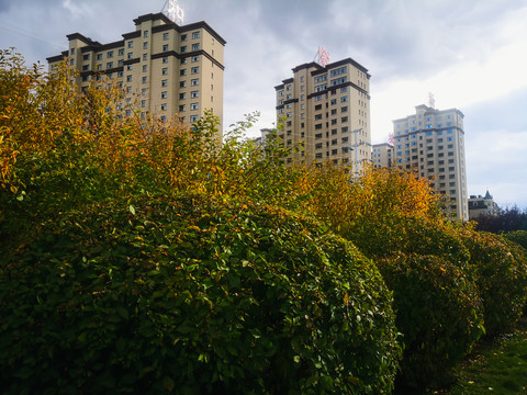 城市小区绿化植被