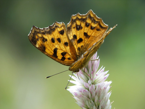 吸食青葙花蜜的一只黄钩蛱蝶