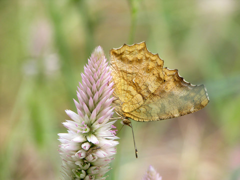 吸食青葙花蜜的一只黄钩蛱蝶