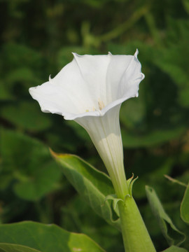 野生洋金花的开花期