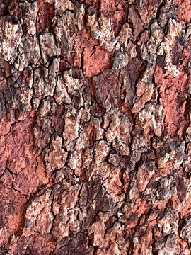 红色树皮