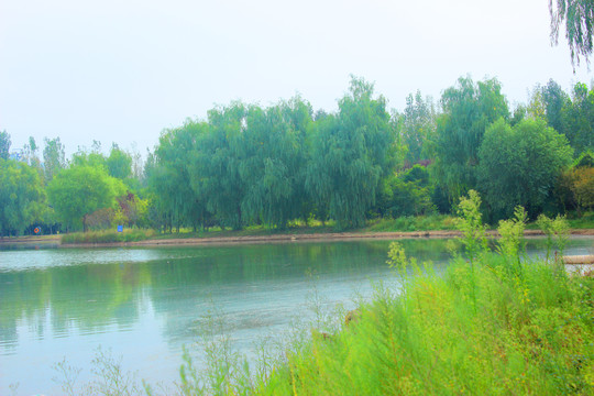 美丽的白鹭湿地公园