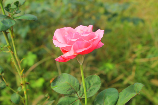 盛开的花朵