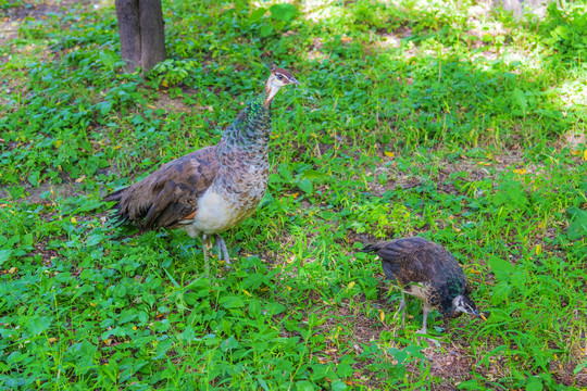 草地上觅食的两只孔雀