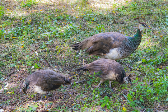 地上正在寻觅食物的三只孔雀