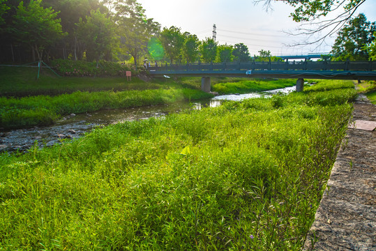 河道草地