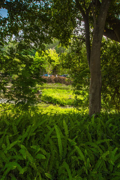 树荫下的风景