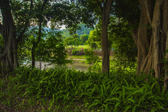 树荫下的风景