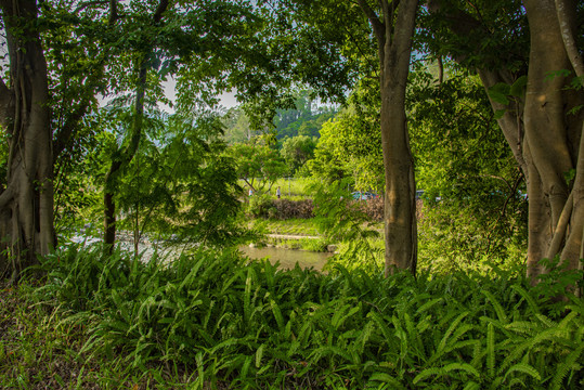 梧桐碧道风景