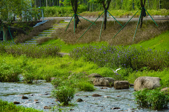 河道飞翔