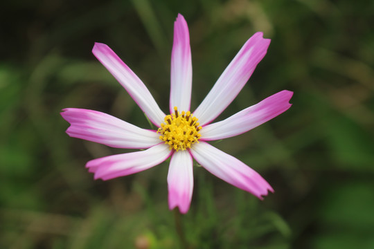 中山市横栏镇花木展花朵