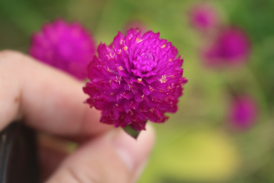 中山市横栏镇花木展花朵