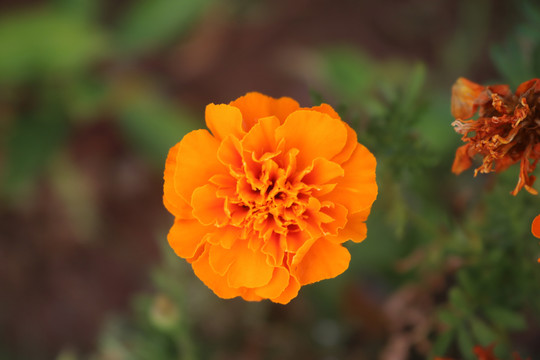 中山市横栏镇花木展花朵