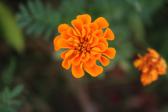 中山市横栏镇花木展花朵