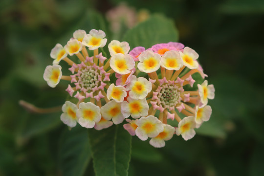 中山市横栏镇花木展花朵