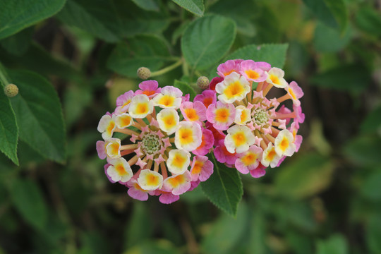 中山市横栏镇花木展花朵