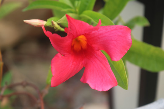 中山市横栏镇花木展花朵