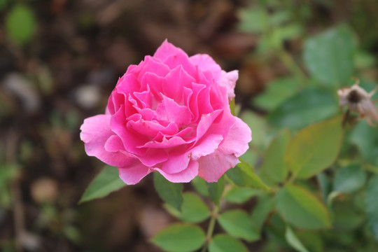 中山市横栏镇花木展花朵