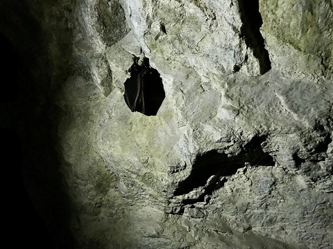 趴在洞壁上的蝙蝠