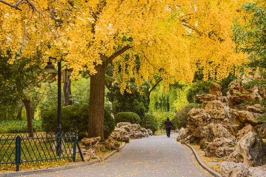 北京紫竹院公园秋日风景