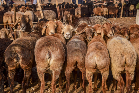 新疆喀什牛羊大巴扎景象