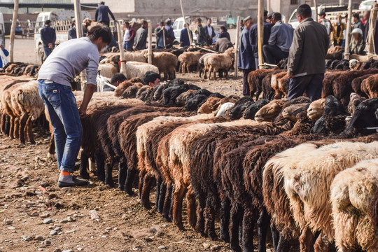 新疆喀什牛羊大巴扎景象