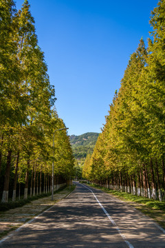 秋天的公路