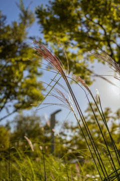 阳光下的芦苇草