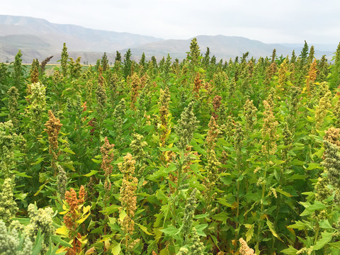 藜麦基地一片藜麦花