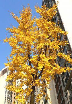 秋天的银杏树