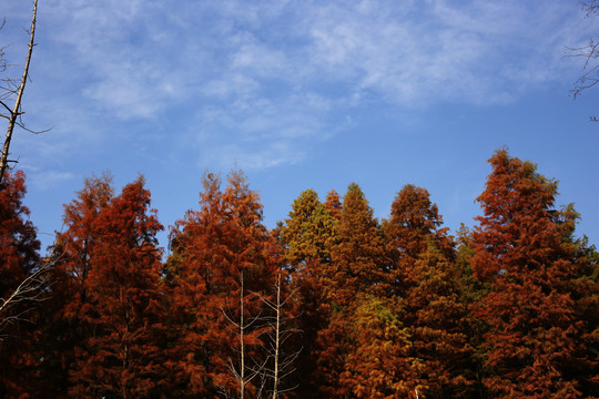 杭州青山湖杉树