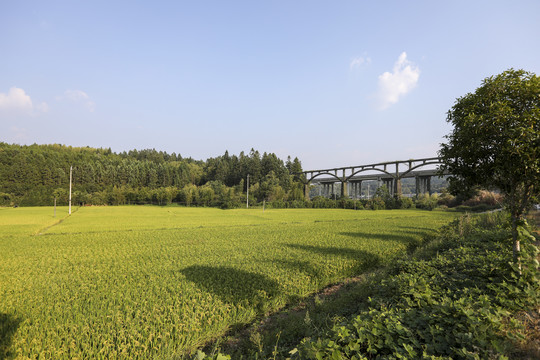 稻田风景