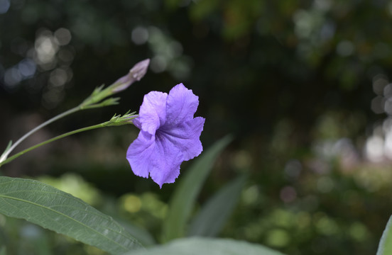 翠芦莉花