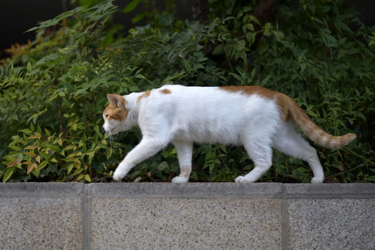 正在行走的猫